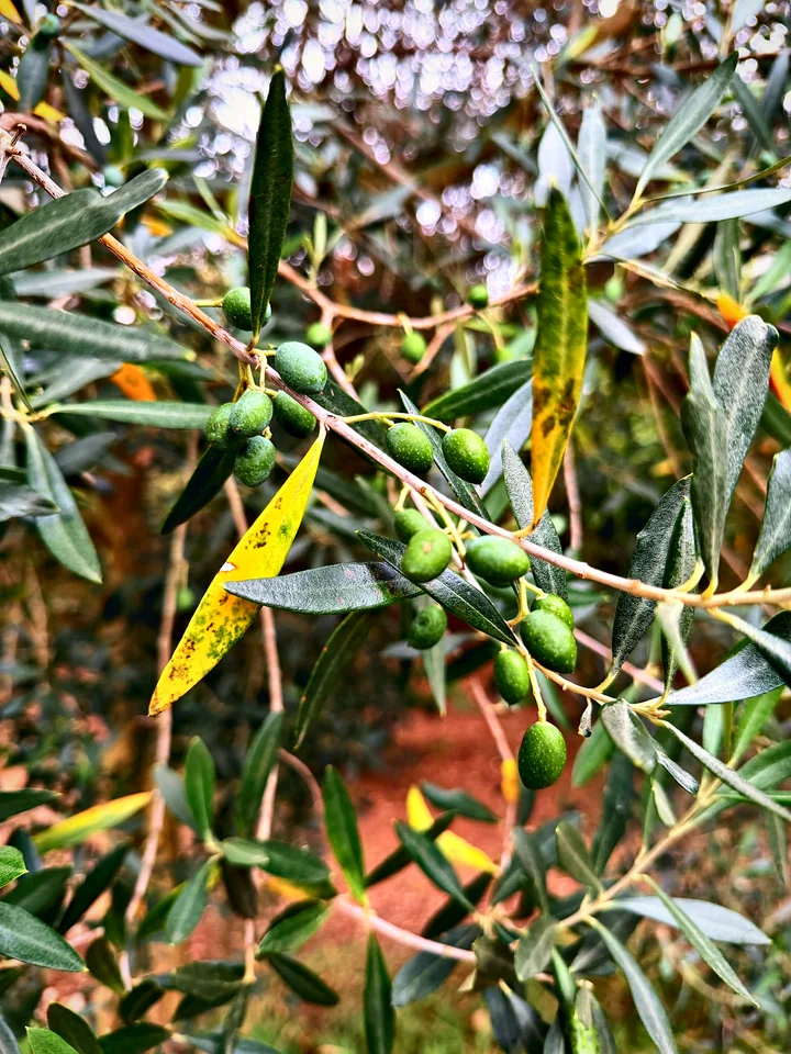 Green olives ripening on the branch