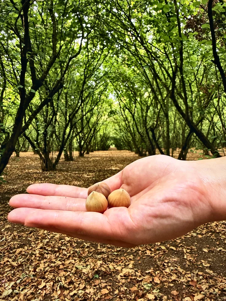 Freshly picked hazelnuts held in a hand in a hazelnut orchard